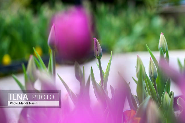 گلهای بهاری