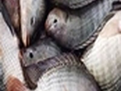 یک مقام روسیه از واردات ماهی از ایران خبر داد