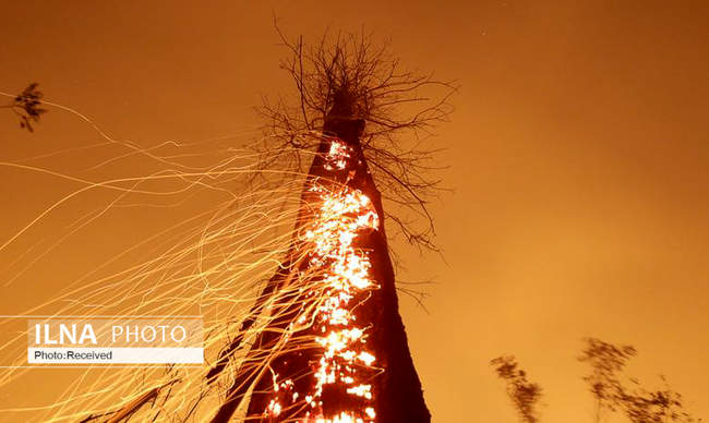 برترین عکس‌های محیط زیست سال 2019