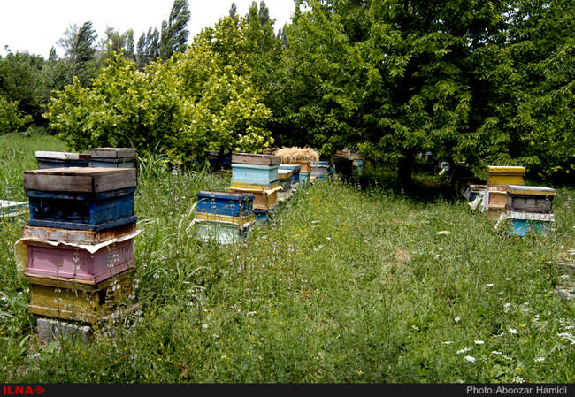 زنبورداران رودبار