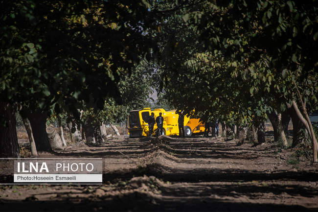 برداشت گردو اصلاح شده با دستگاه مکانیزه 