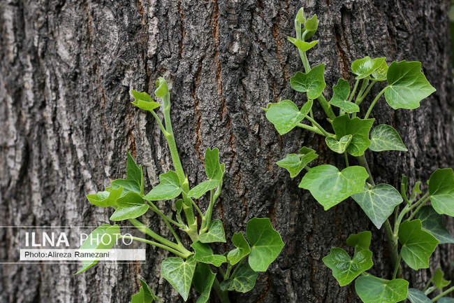 تهران بهاری