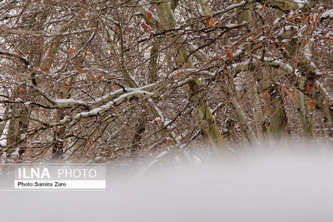 طبیعت برفی روستای قلات