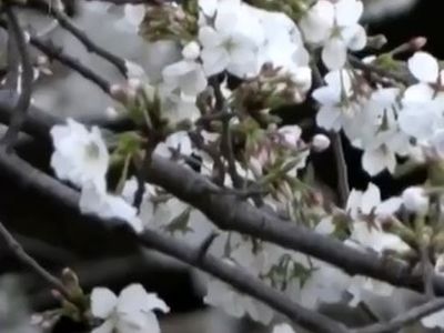 جشن شکوفه‌های گیلاس در توکیو دیرتر از پارسال + فیلم