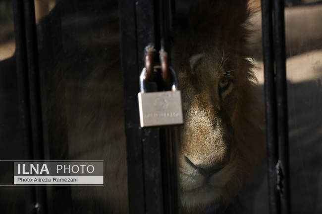 باغ وحش ارم 