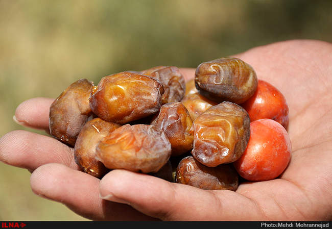 برداشت خرما از نخلستان های جم