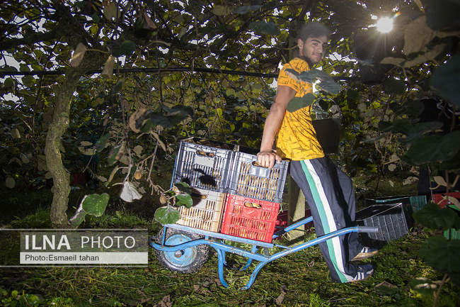 کار و امید، قصه زنان باغ کیوی