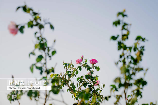  گل محمدی