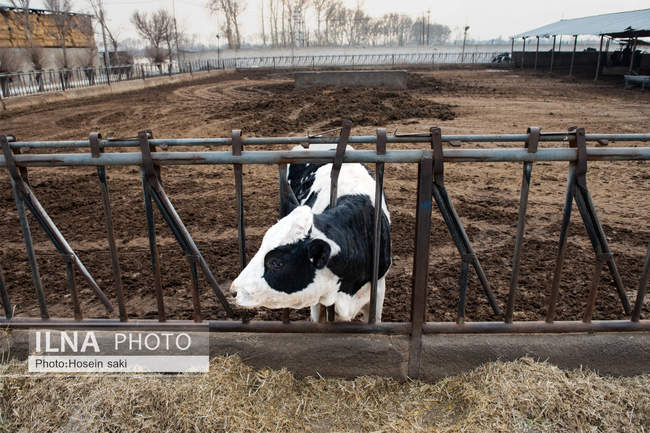 خودکفایی در تولید شیر با تلیسه نمونه