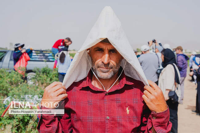 گل محمدی