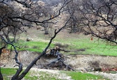 واگذاری ۲۲ هزار هکتار پارک جنگلی به شهرداری تهران