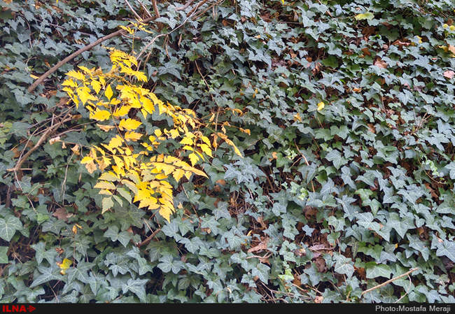 گزارش اختصاصی ایلنا از پاییز در باغ بوتانیکال تفلیس