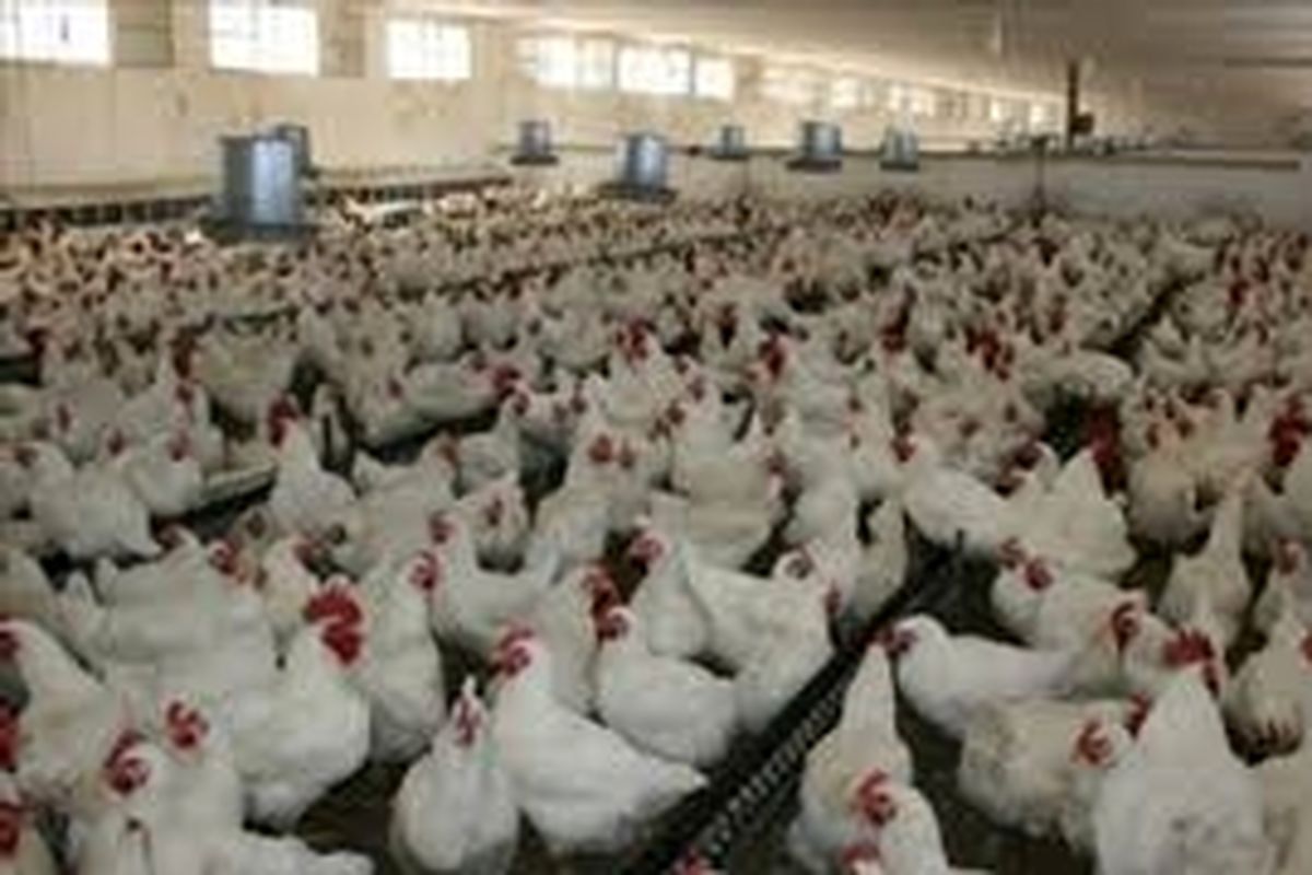 کردستان توان تامین گوشت سفید مورد نیاز بازار شمال عراق را دارد