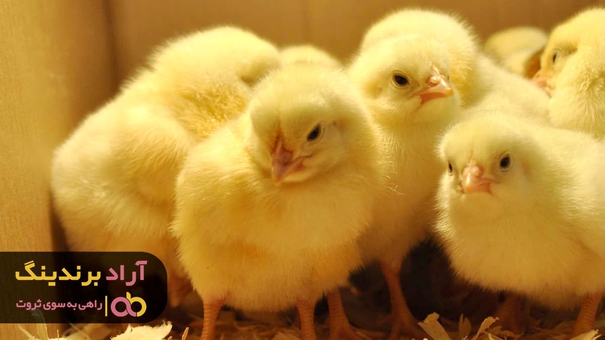 چرا جوجه یک روزه عروس هلندی نیاز به مراقبت زیاد دارد؟