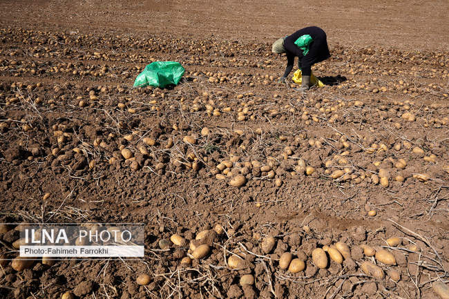 اشتغالزایی در مزارع کشاورزی سیب زمینی فیروزکوه