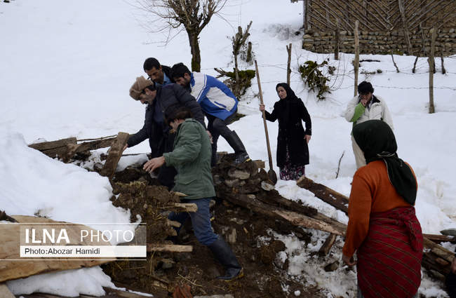 خسارات ناشی از بارش برف در گیلان