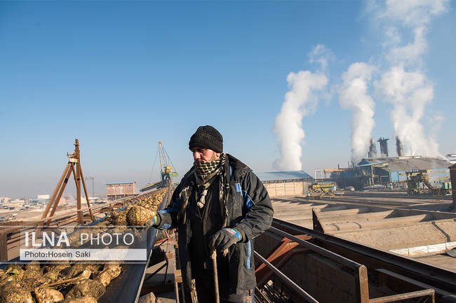 تولید شکر از چغندر قند 