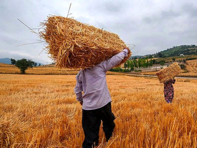 عبور خرید تضمینی گندم در مرکزی از مرز 230 هزار تن 