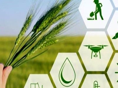 فعالیت 600 هسته و شرکت دانش بنیان در بخش کشاورزی/ معرفی حدود 389  رقم محصول آبی و دیم در طول 40 سال گذشته