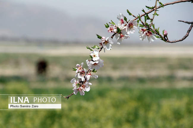 شکوفه های بهاری مهارلو