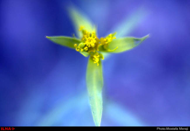 روستای خفر پادنا، پایتخت گیاهان دارویی ایران