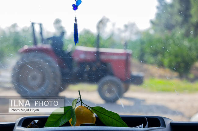 برداشت نارنگی از باغات هاشم‌آباد گرگان