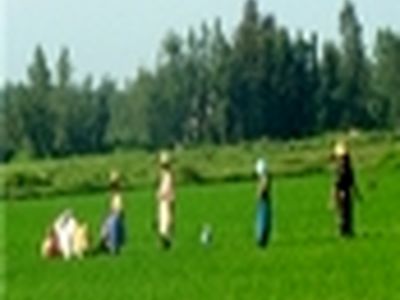 برداشت ۳۳۶تن محصول راتون از اراضی شالیکاری انزلی