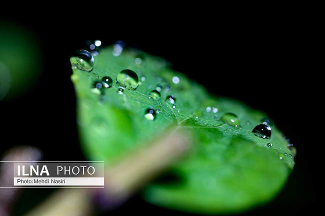 قطرات باران بر  شاخ و برگ درختان