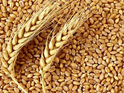 هدف‌گذاری برای خرید 536 هزار تن بذر گندم/ ضرورت افزایش یارانه بذر غلات