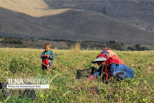 فصل برداشت گوجه‌فرنگی در مزارع مرودشت فارس