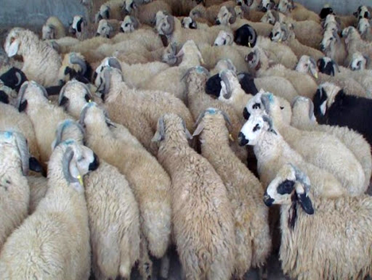 کشف میلیاردی احشام قاچاق در نیشابور