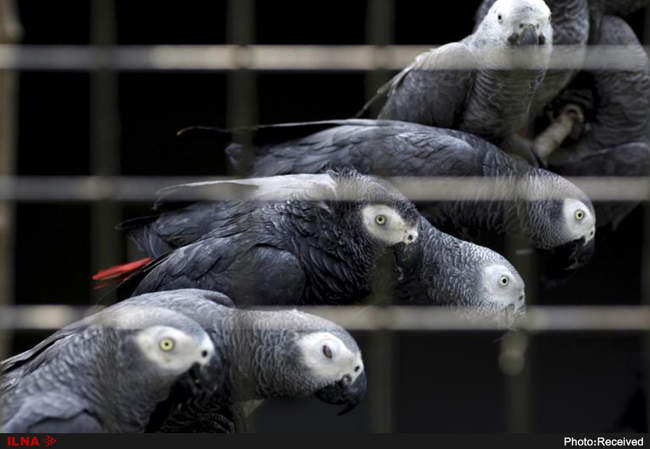 قاچاق حیوانات