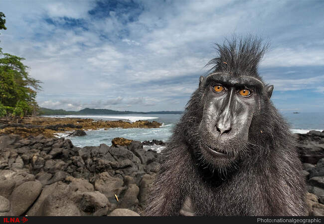 برترین عکس های نشنال جئوگرافیک در سال 2017
