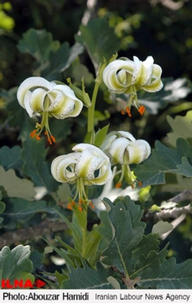 «سوسن چلچراغ»