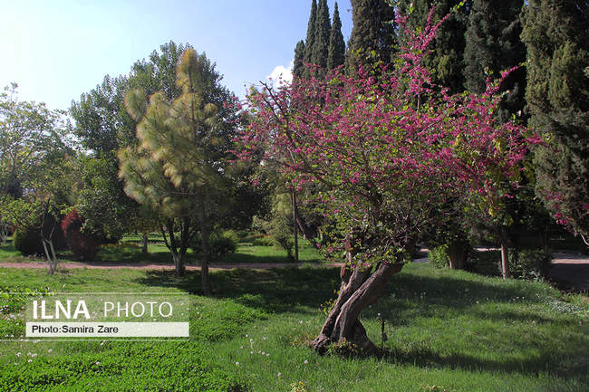  فصل بهار در باغ ارم شیراز
