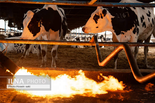خودکفایی در تولید شیر با تلیسه نمونه