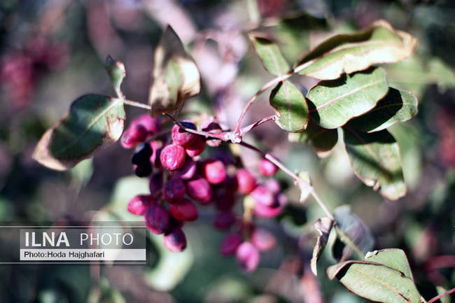 برداشت پسته از باغات نیشابور