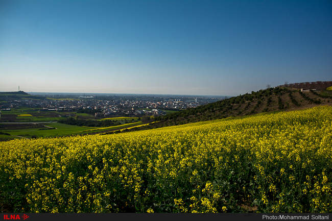 مزارع دانه روغنی 