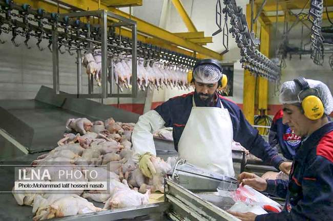 بازدید خبرنگاران از کشتارگاه مرغ آبیدر سنندج 
