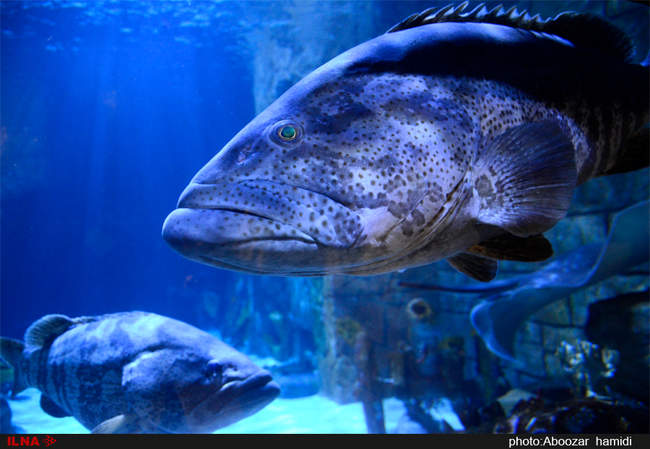 بزرگترین مجموعه آکواریوم کشور در منطقه آزاد انزلی - گیلان