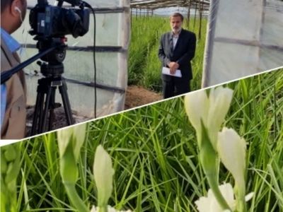 آغاز برداشت گل مریم در دزفول/لزوم رفع مشکلات گل کاران
