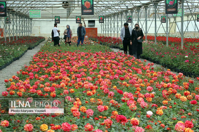 دهکده رزهای هلندی در صوفیان 