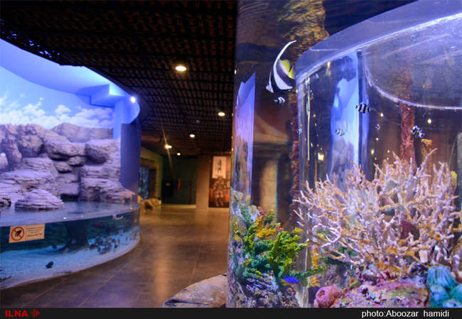 بزرگترین مجموعه آکواریوم کشور در منطقه آزاد انزلی - گیلان
