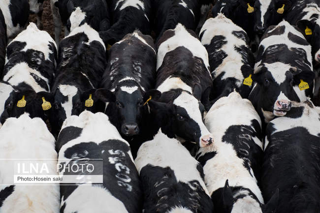 خودکفایی در تولید شیر با تلیسه نمونه