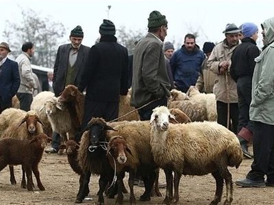 قیمت جدید دام زنده امروز ۱۷ مرداد ۱۴۰۳ + جدول 