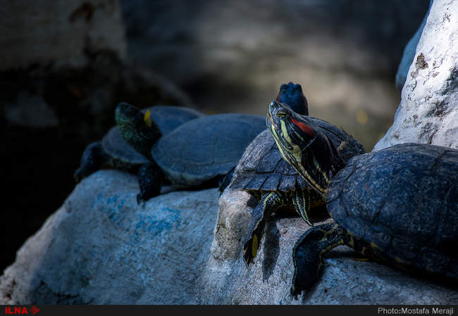 باغ وحش تفلیس از دریچه دوربین