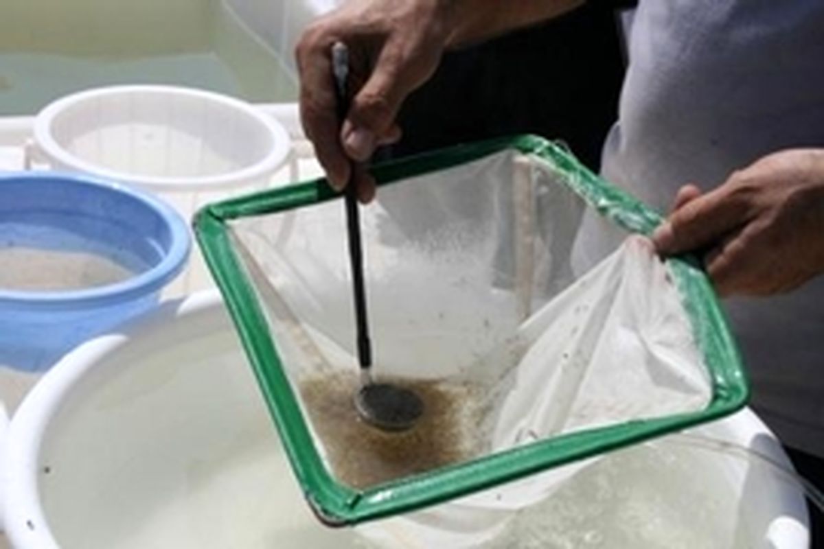 پیش بینی افزایش ۱۰۰ درصدی ذخیره سازی بچه میگو در گمیشان