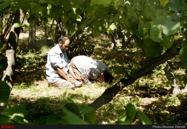 برداشت فندق در رودبار گیلان