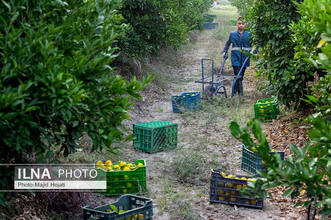 برداشت نارنگی از باغات هاشم‌آباد گرگان