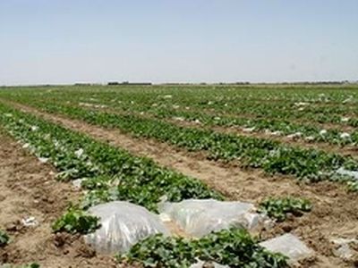 کاشت بذر خربزه در بیش از ۵۰۰ هکتار از اراضی شهرستان سرخه